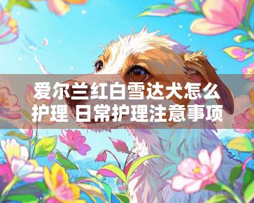 爱尔兰红白雪达犬怎么护理 日常护理注意事项