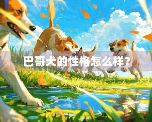 巴哥犬的性格怎么样？