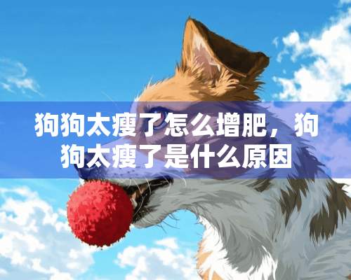 狗狗太瘦了怎么增肥，狗狗太瘦了是什么原因