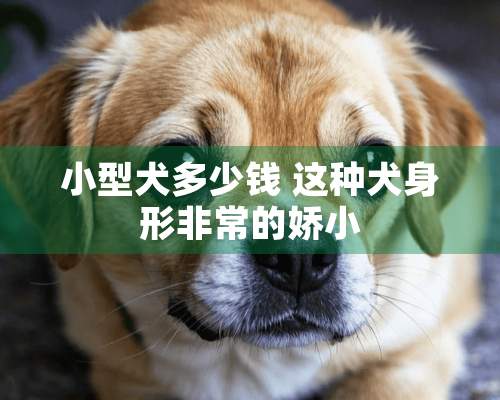 小型犬多少钱 这种犬身形非常的娇小