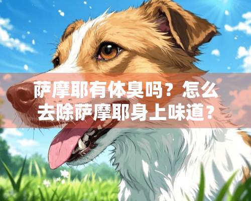 萨摩耶有体臭吗？怎么去除萨摩耶身上味道？