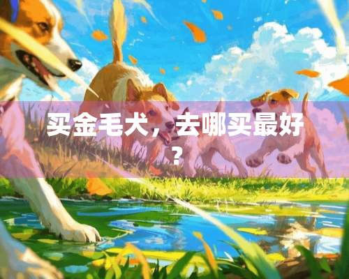 买金毛犬，去哪买最好？