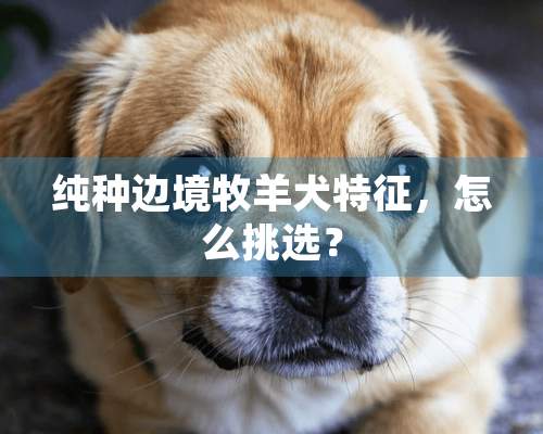 纯种边境牧羊犬特征，怎么挑选？