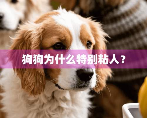 狗狗为什么特别粘人？