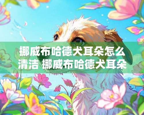 挪威布哈德犬耳朵怎么清洁 挪威布哈德犬耳朵清洁方法