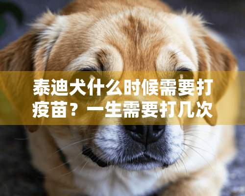 泰迪犬什么时候需要打疫苗？一生需要打几次？多长时间打一次？去哪里打疫苗？