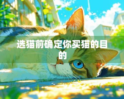 选猫前确定你买猫的目的