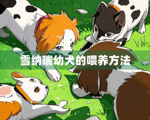 雪纳瑞幼犬的喂养方法