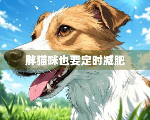 胖猫咪也要定时减肥