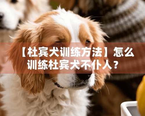 【杜宾犬训练方法】怎么训练杜宾犬不仆人？