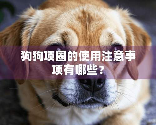 狗狗项圈的使用注意事项有哪些？