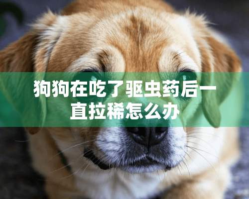 狗狗在吃了驱虫药后一直拉稀怎么办