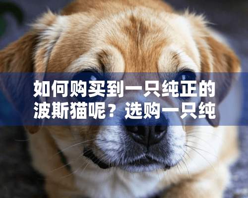 如何购买到一只纯正的波斯猫呢？选购一只纯正波斯猫方法！