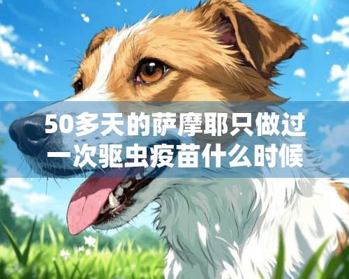 50多天的萨摩耶只做过一次驱虫疫苗什么时候打呢