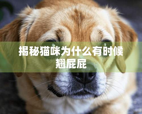 揭秘猫咪为什么有时候翘屁屁