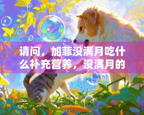 请问，加菲没满月吃什么补充营养，没满月的加菲猫怎么补营养