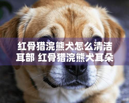 红骨猎浣熊犬怎么清洁耳部 红骨猎浣熊犬耳朵清洁方法