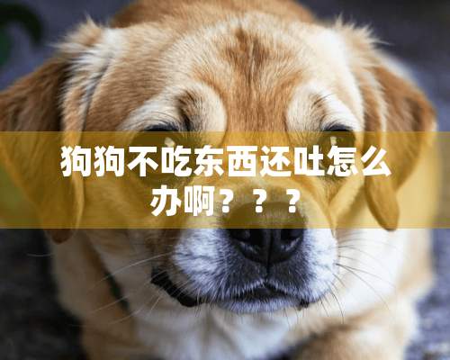 狗狗不吃东西还吐怎么办啊？？？