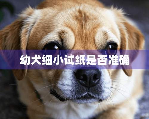 幼犬细小试纸是否准确