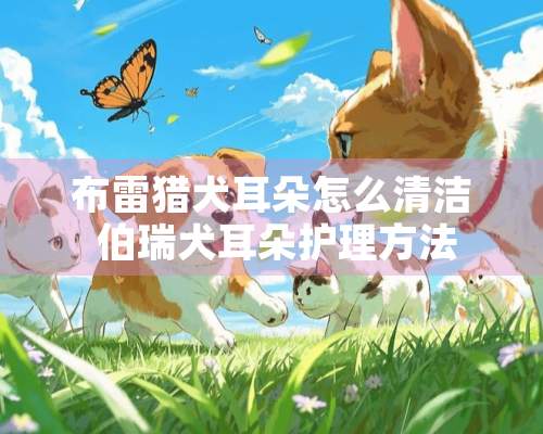 布雷猎犬耳朵怎么清洁 伯瑞犬耳朵护理方法