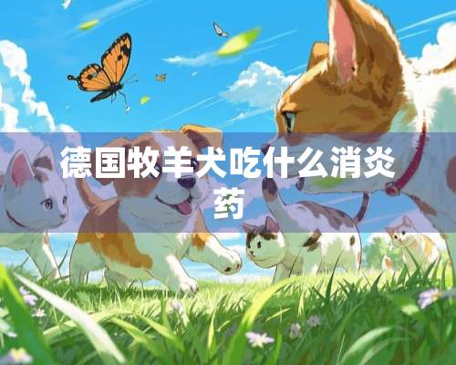 德国牧羊犬吃什么消炎药