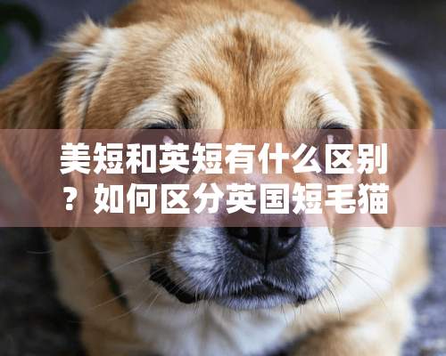 美短和英短有什么区别？如何区分英国短毛猫和美国短毛猫？