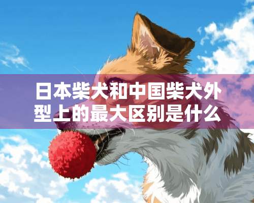 日本柴犬和中国柴犬外型上的最大区别是什么？大神们帮帮忙