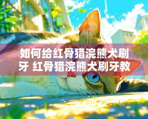 如何给红骨猎浣熊犬刷牙 红骨猎浣熊犬刷牙教程