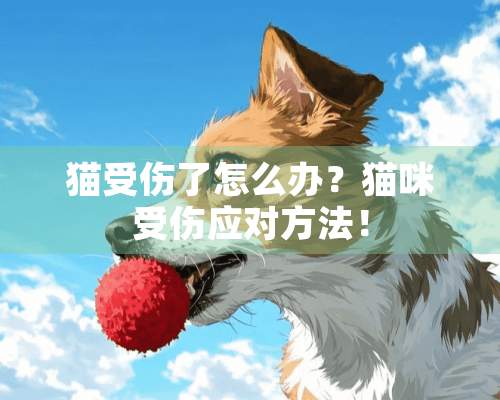 猫受伤了怎么办？猫咪受伤应对方法！