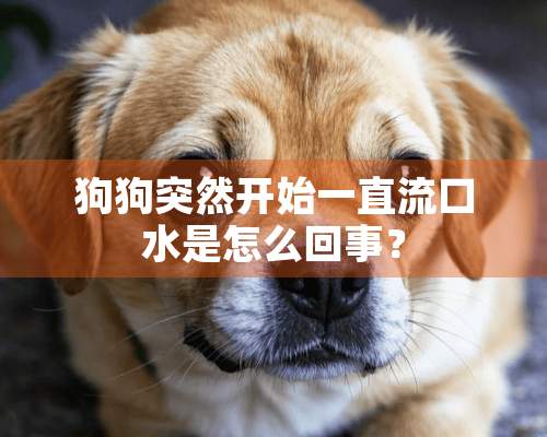 狗狗突然开始一直流口水是怎么回事？