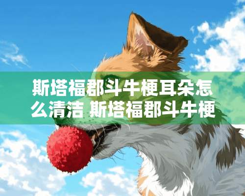 斯塔福郡斗牛梗耳朵怎么清洁 斯塔福郡斗牛梗耳朵护理方法