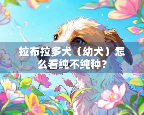 拉布拉多犬（幼犬）怎么看纯不纯种？