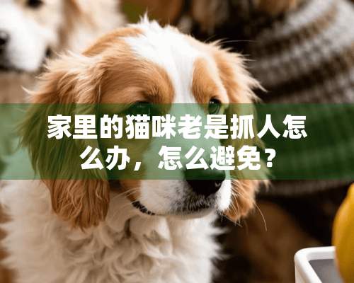 家里的猫咪老是抓人怎么办，怎么避免？