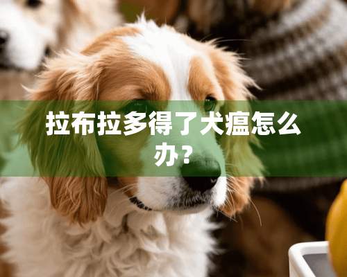 拉布拉多得了犬瘟怎么办？