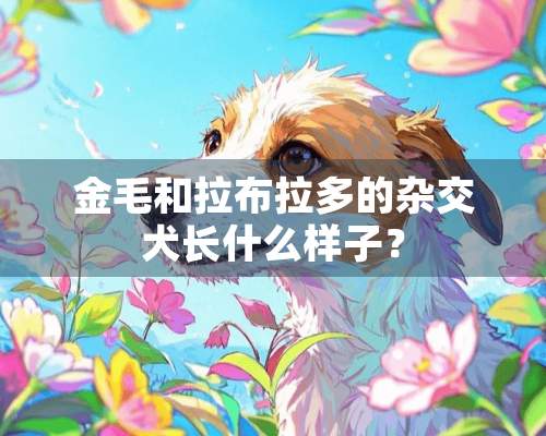 金毛和拉布拉多的杂交犬长什么样子？