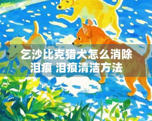 乞**克猎犬怎么消除泪痕 泪痕清洁方法