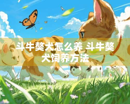 斗牛獒犬怎么养 斗牛獒犬饲养方法