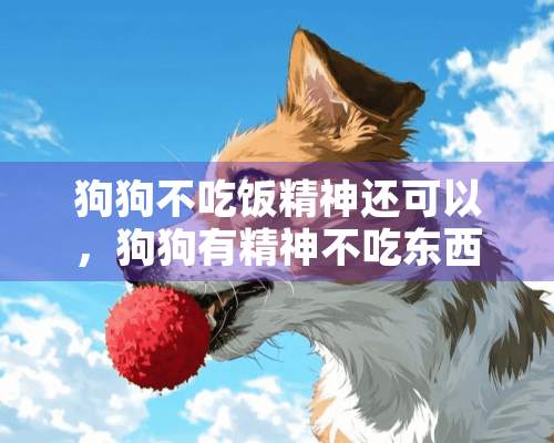 狗狗不吃饭精神还可以，狗狗有精神不吃东西