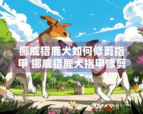 挪威猎鹿犬如何修剪指甲 挪威猎鹿犬指甲修剪方法