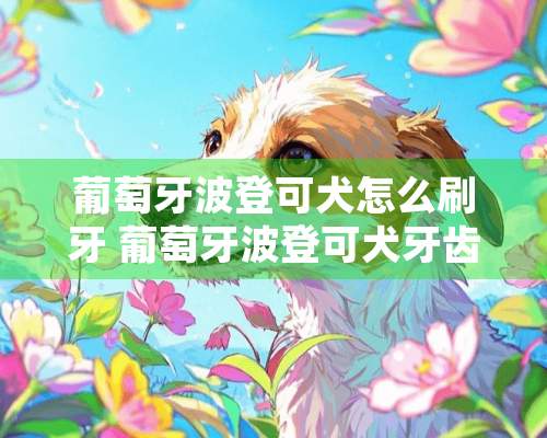 葡萄牙波登可犬怎么刷牙 葡萄牙波登可犬牙齿护理方法