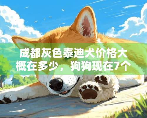 成都灰色泰迪犬价格大概在多少，狗狗现在7个月。肩高22。是深灰色的。