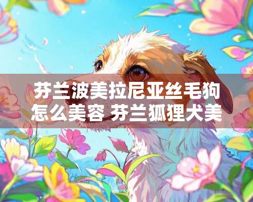 芬兰波美拉尼亚丝毛狗怎么美容 芬兰狐狸犬美容方法