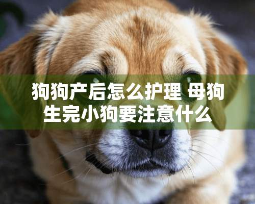 狗狗产后怎么护理 母狗生完小狗要注意什么