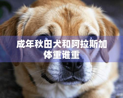 成年秋田犬和阿拉斯加体重谁重