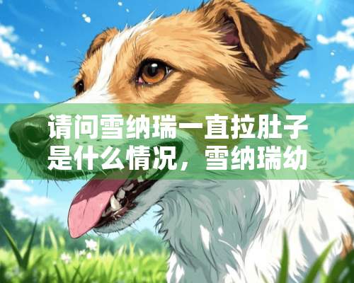 请问雪纳瑞一直拉肚子是什么情况，雪纳瑞幼犬总爱拉肚子