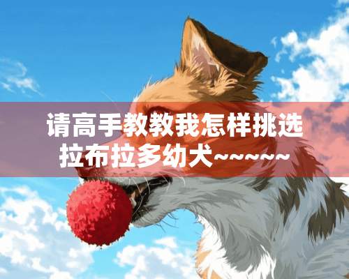 请高手教教我怎样挑选拉布拉多幼犬~~~~~