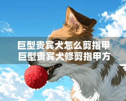 巨型贵宾犬怎么剪指甲 巨型贵宾犬修剪指甲方法