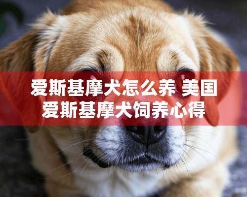 爱斯基摩犬怎么养 美国爱斯基摩犬饲养心得