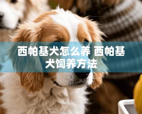 西帕基犬怎么养 西帕基犬饲养方法