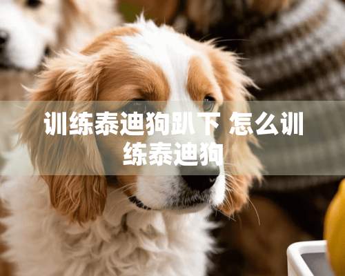 训练泰迪狗趴下 怎么训练泰迪狗